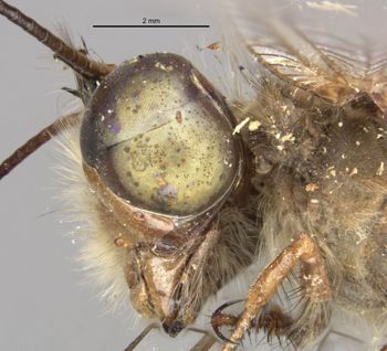 Media type: image;   Entomology 10531 Aspect: head lateral view
